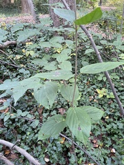 Viburnum setigerum