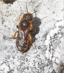 Osmia rufohirta