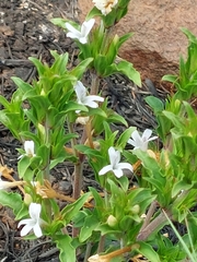 Dyschoriste costata