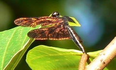 Rhyothemis obsolescens