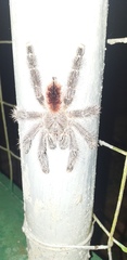 Avicularia variegata