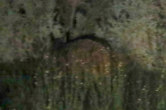 Lasiorhinus latifrons
