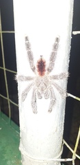 Avicularia variegata