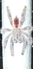 Avicularia variegata
