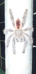 Avicularia variegata