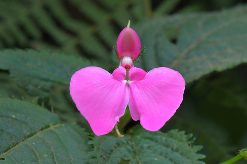Impatiens stuhlmannii