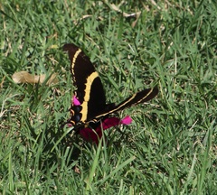 Papilio garamas