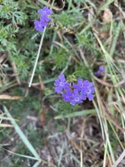 Verbena pulchella
