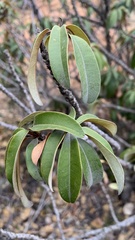 Englerophytum magalismontanum