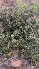 Englerophytum magalismontanum