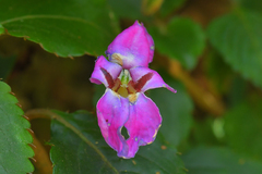 Impatiens walleriana