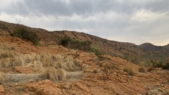 Englerophytum magalismontanum