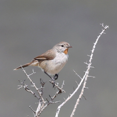 Pyrrholaemus brunneus