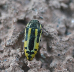 Acmaeodera scalaris