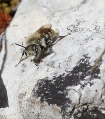 Osmia aurulenta