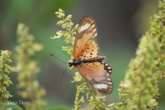Acraea