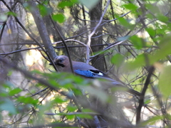 Garrulus glandarius
