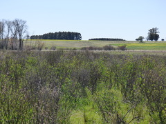 Acanthostyles buniifolius