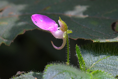 Impatiens hochstetteri