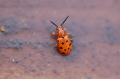 Crioceris duodecimpunctata