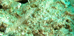 Fusigobius