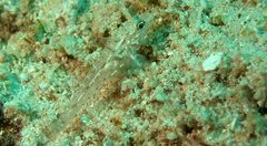 Fusigobius