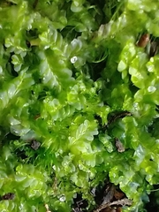 Lophocolea semiteres