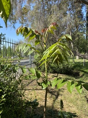 Ailanthus