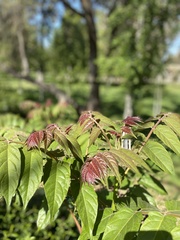 Ailanthus
