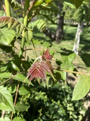 Ailanthus