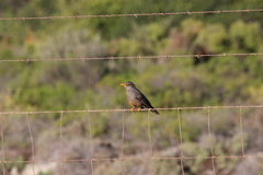 Turdus smithi