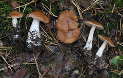 Cortinarius armeniacus