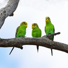 Melopsittacus undulatus
