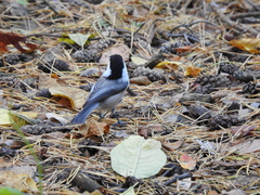 Poecile montanus