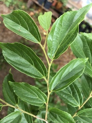 Celtis iguanaea