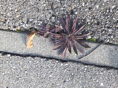 Arabidopsis arenosa