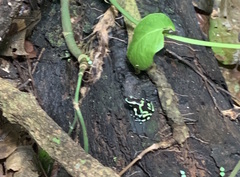 Dendrobates auratus