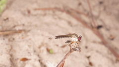 Ommatiini