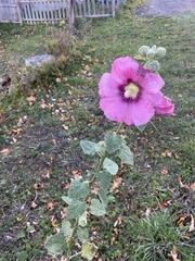 Alcea rosea