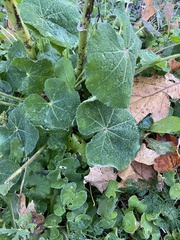 Alcea rosea