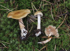 Cortinarius pinophilus