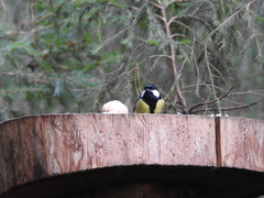 Parus major
