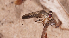 Ommatiini
