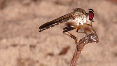 Ommatiini