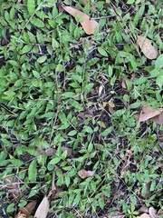 Oplismenus hirtellus