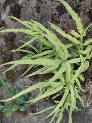 Pteris multifida