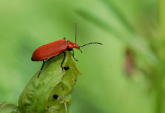 Pyrochroa serraticornis