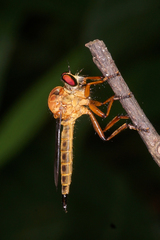 Clephydroneura