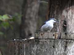 Sitta europaea