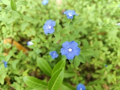 Evolvulus glomeratus